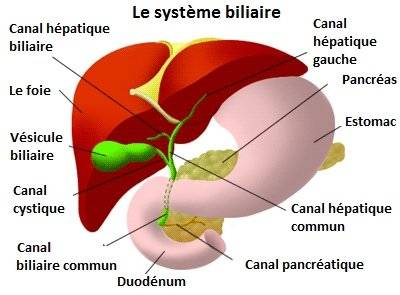 Comment nettoyer et revitaliser votre pancréas